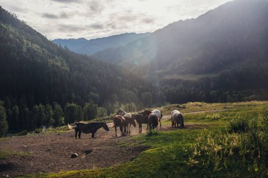 dağlarda Vahşi atlar