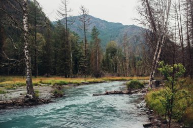 Dağ ve soğuk altay Nehri