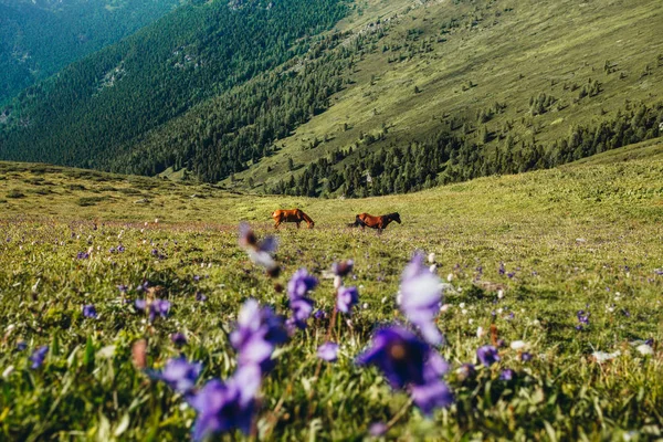 Horses Flower Mountains Altai — Stock Photo, Image