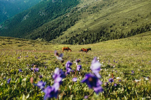 Atları çiçek Dağları altay