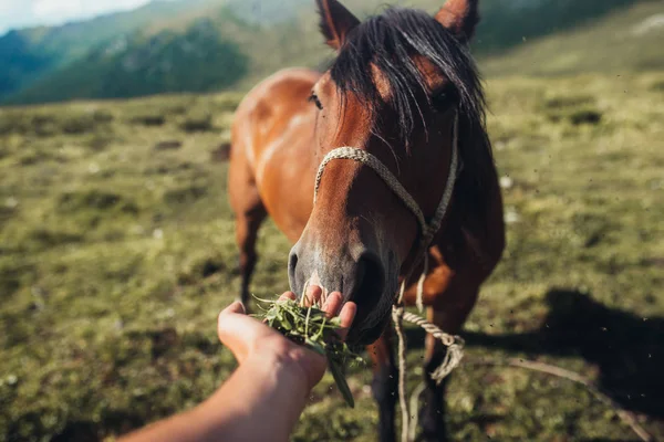Horse Friend Person — Stock Photo, Image