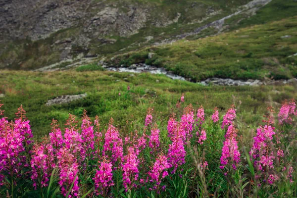 Beautiful Mountain Flowers Summer — Stock Photo, Image