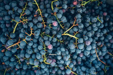 Olgun ev yapımı üzüm