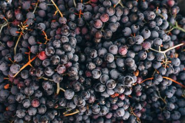 Olgun ev yapımı üzüm