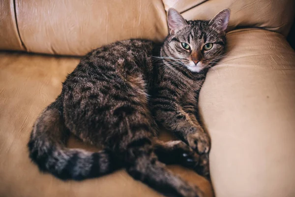 Kat Liggend Heeft Een Rust Een Sofa — Stockfoto