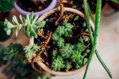 bir tabloda houseplants tarımı