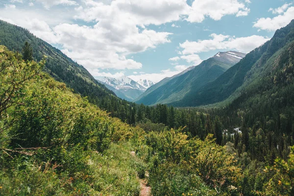 Altay dağının yaz doğası