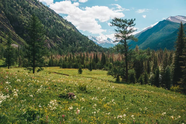 Natureza Verão Montanha Altai — Fotografia de Stock