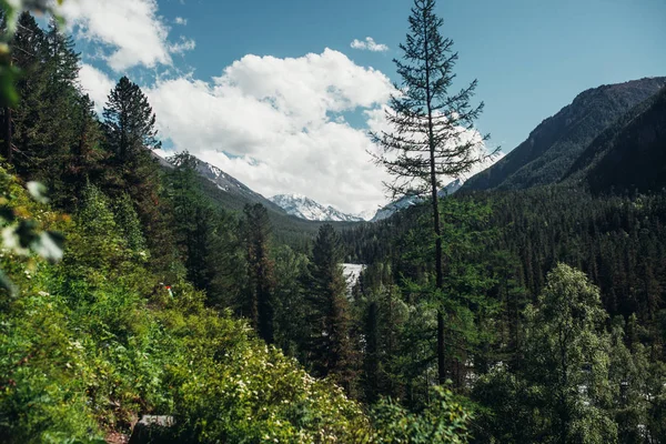 Verano Naturaleza Montaña Altai — Foto de Stock