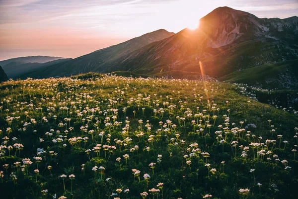 Flowers Mountains Sunset — Stock Photo, Image