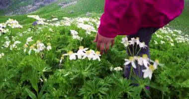 Gün batımında güzel dağ çiçekleri