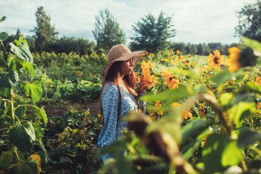 Ayçiçekleri arasında tarlada yürüyün