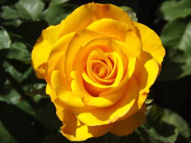 Güzel sarı gül. Close.