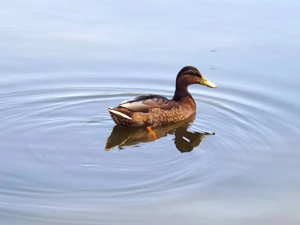 Duck Floating Lake — Stock Photo, Image