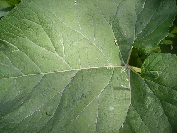 Kardborre Blad Löv Bakgrund — Stockfoto