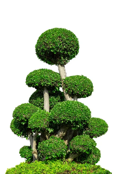Grönt Träd Isolerat Den Vita — Stockfoto