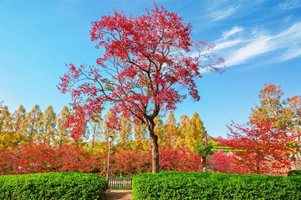 Paisaje Otoñal Parque Del Castillo Osaka Osaka Japón —  Fotos de Stock