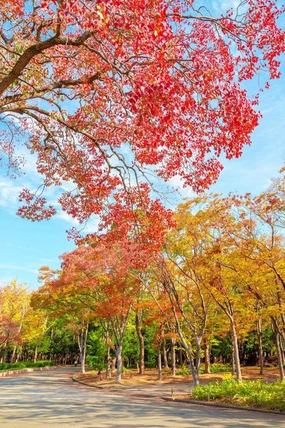 Herfst Landschap Osaka Kasteel Park Osaka Japan — Stockfoto