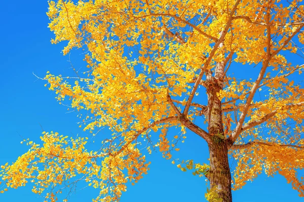 Ginkgo Herbst Blätter Mit Einem Himmel Als Hintergrund — Stockfoto