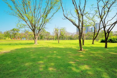 Parkta yeşil çimenleri ve büyük ağaçları olan güneşli çayır..