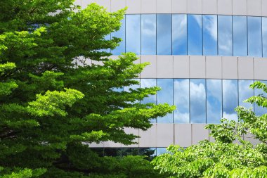 Ağacın taze yeşil yaprakları var. Ofis geçmişinde bir bina var. Şehirde doğa var.