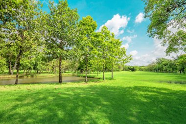 Baharda parklar ve yeşil ağaçlar. Doğa arkaplanı