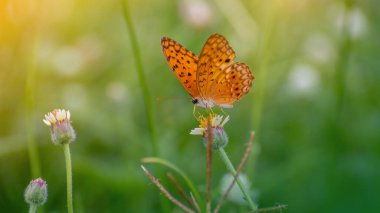 Parkta çimen çiçekli turuncu kelebek. Doğal arkaplan