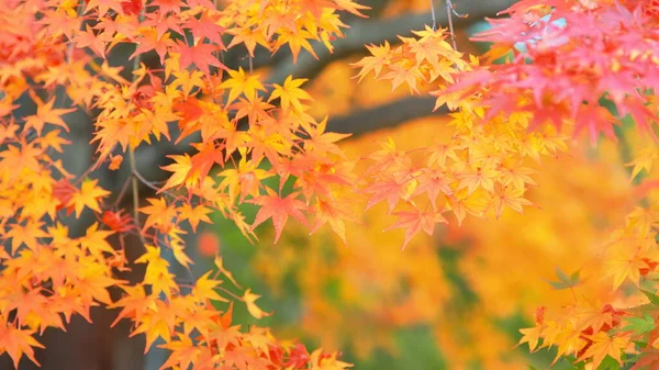 Herbst Buntes Rotes Ahornblatt Des Japanischen Gartens Unter Dem Ahorn — Stockfoto