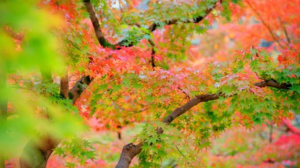 Herbst Buntes Rotes Ahornblatt Des Japanischen Gartens Unter Dem Ahorn — Stockfoto