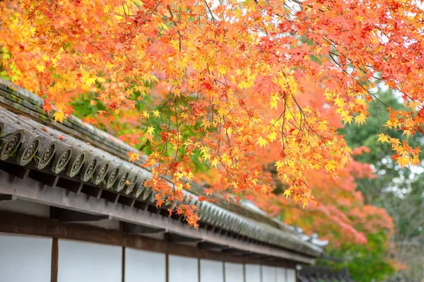 Feuille Érable Rouge Colorée Automne Jardin Japonais Sous Érable — Photo