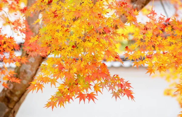 Herbst Buntes Rotes Ahornblatt Des Japanischen Gartens Unter Dem Ahorn — Stockfoto
