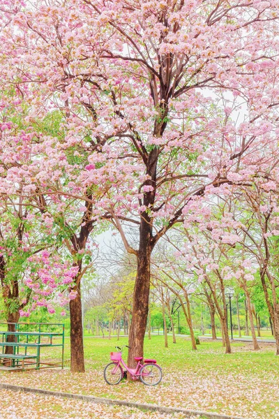 Tabebuia Rosea Różowy Kwiat Parku Publicznym Różowe Drzewo Trąbki Różowe — Zdjęcie stockowe