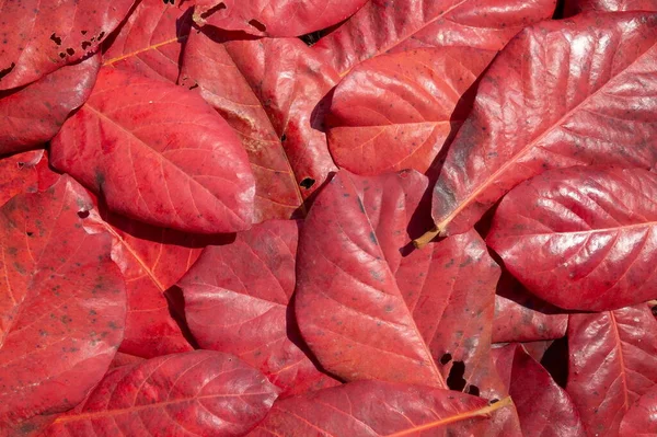 Rote Blätter Wald Fallen Auf Den Boden Ist Ein Abstrakter — Stockfoto