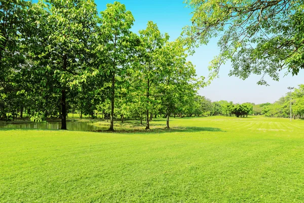 公園内の緑の木と緑の芝生 薄い青空 — ストック写真