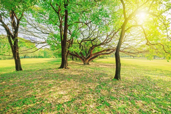 Träden Omgivna Grönt Gräs Parken — Stockfoto