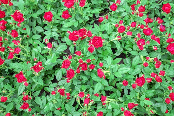 Rose Rouge Fond Feuille Verte — Photo