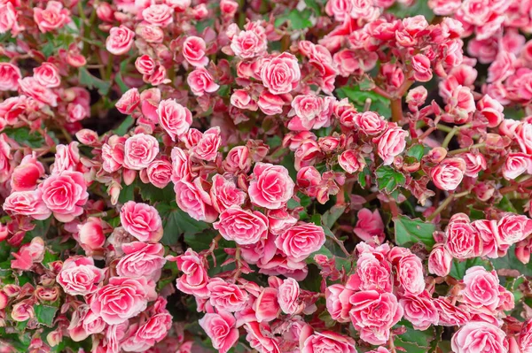 Scènes Pring Fleurs Bégonia Rouge Rose Fleurissant Dans Jardin Avec — Photo