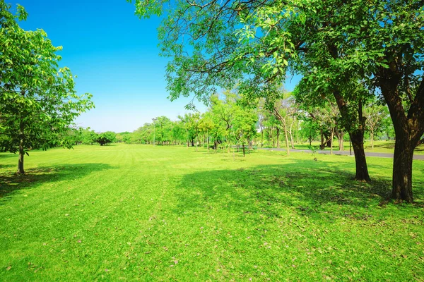 Solig Äng Med Grönt Gräs Och Stora Träd Parken — Stockfoto