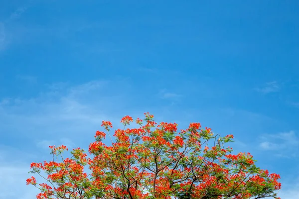 青空を背景にした観賞用の開花赤 — ストック写真