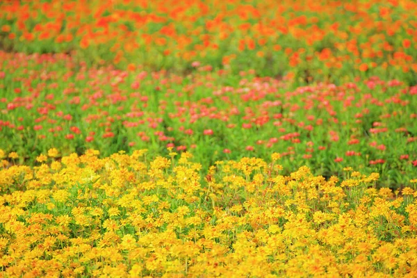 Цветочный Фон Сада Много Цветов — стоковое фото