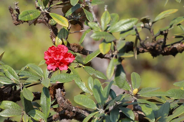 Name Flowers Rhododendron Rhododendrons Name Peach Pie Scientific Name Rhododendron — Stock Photo, Image