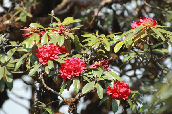Kwiaty Nazywają Się Rododendron Rododendrony Nazywają Się Placek Brzoskwiniowy Naukowe — Zdjęcie stockowe