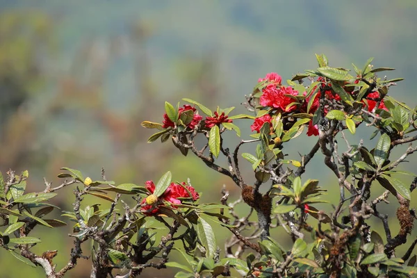 Kwiaty Nazywają Się Rododendron Rododendrony Nazywają Się Placek Brzoskwiniowy Naukowe — Zdjęcie stockowe
