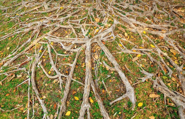 Roots Trees Abundant Grass Garden — Stock Photo, Image