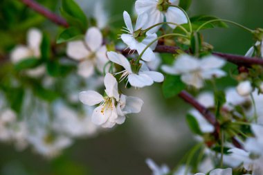 Bir dalda beyaz kiraz çiçekleri