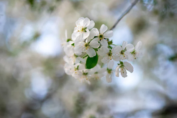 Białe Kwiaty Wiśni Gałęzi Bliska — Zdjęcie stockowe