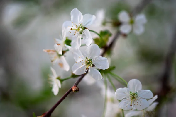 Weiße Kirschblüten Auf Einem Zweig Aus Nächster Nähe — Stockfoto