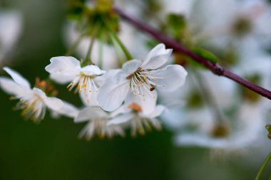 Bir dalda beyaz kiraz çiçekleri