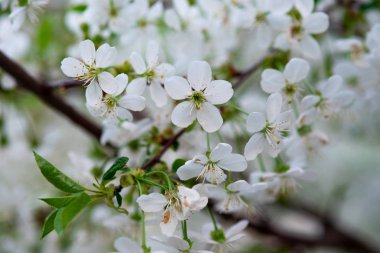 Bir dalda beyaz kiraz çiçekleri