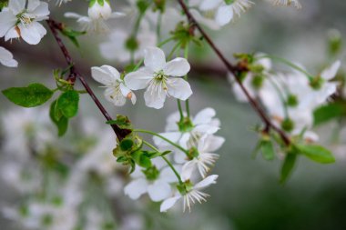 Bir dalda beyaz kiraz çiçekleri